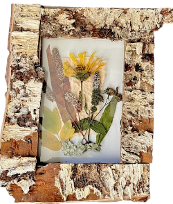 Wingstem, Ladysthumb and Leaves on Pink and White Paper in 5"x7" Birch Frame